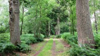 Tous en forêt - Visite du bois régional de Brou