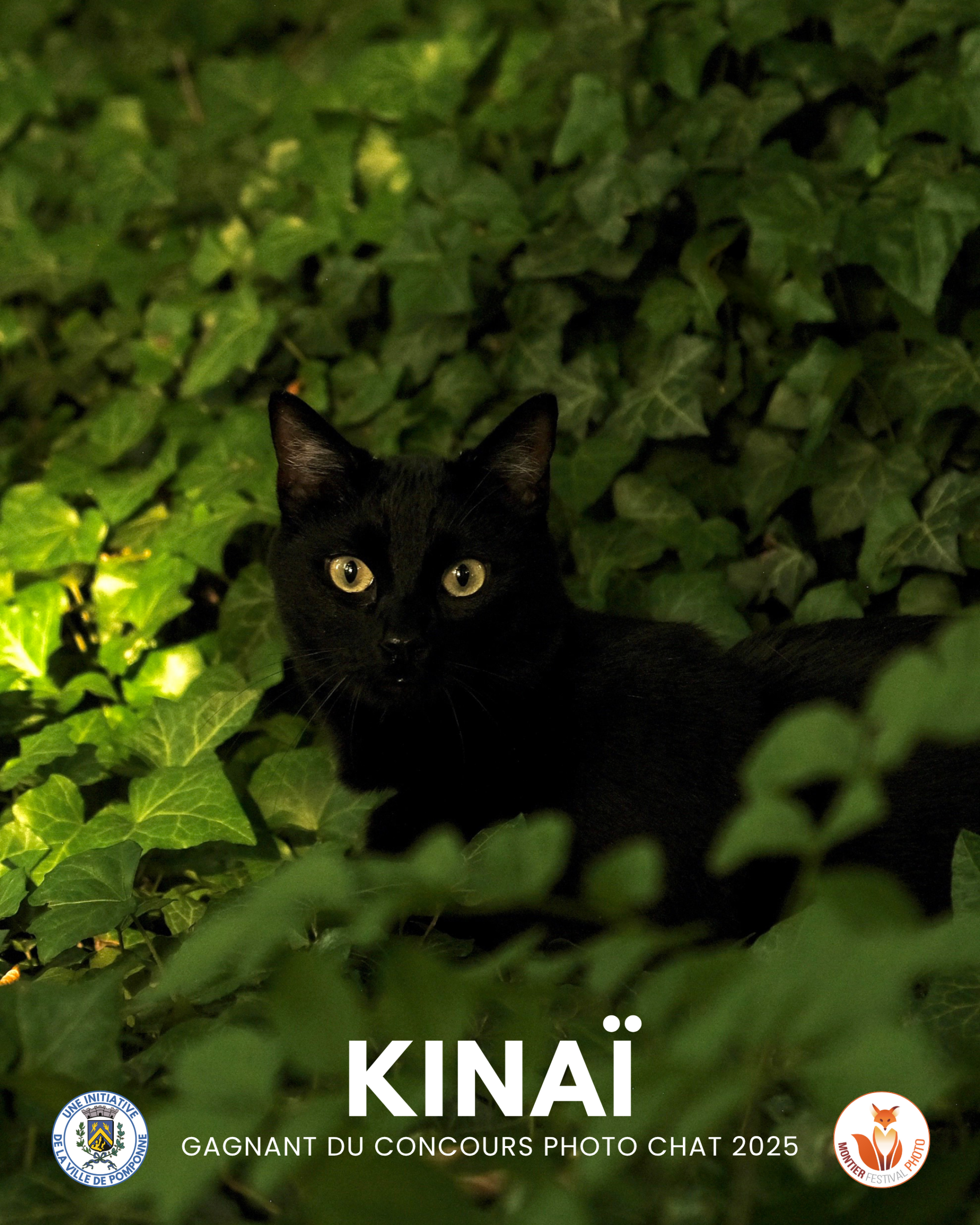 Gagnant chat
