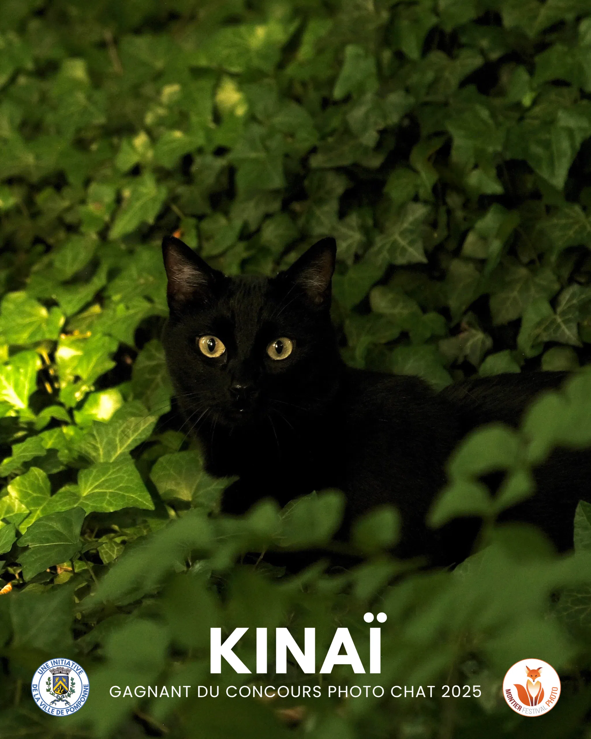 Gagnant chat