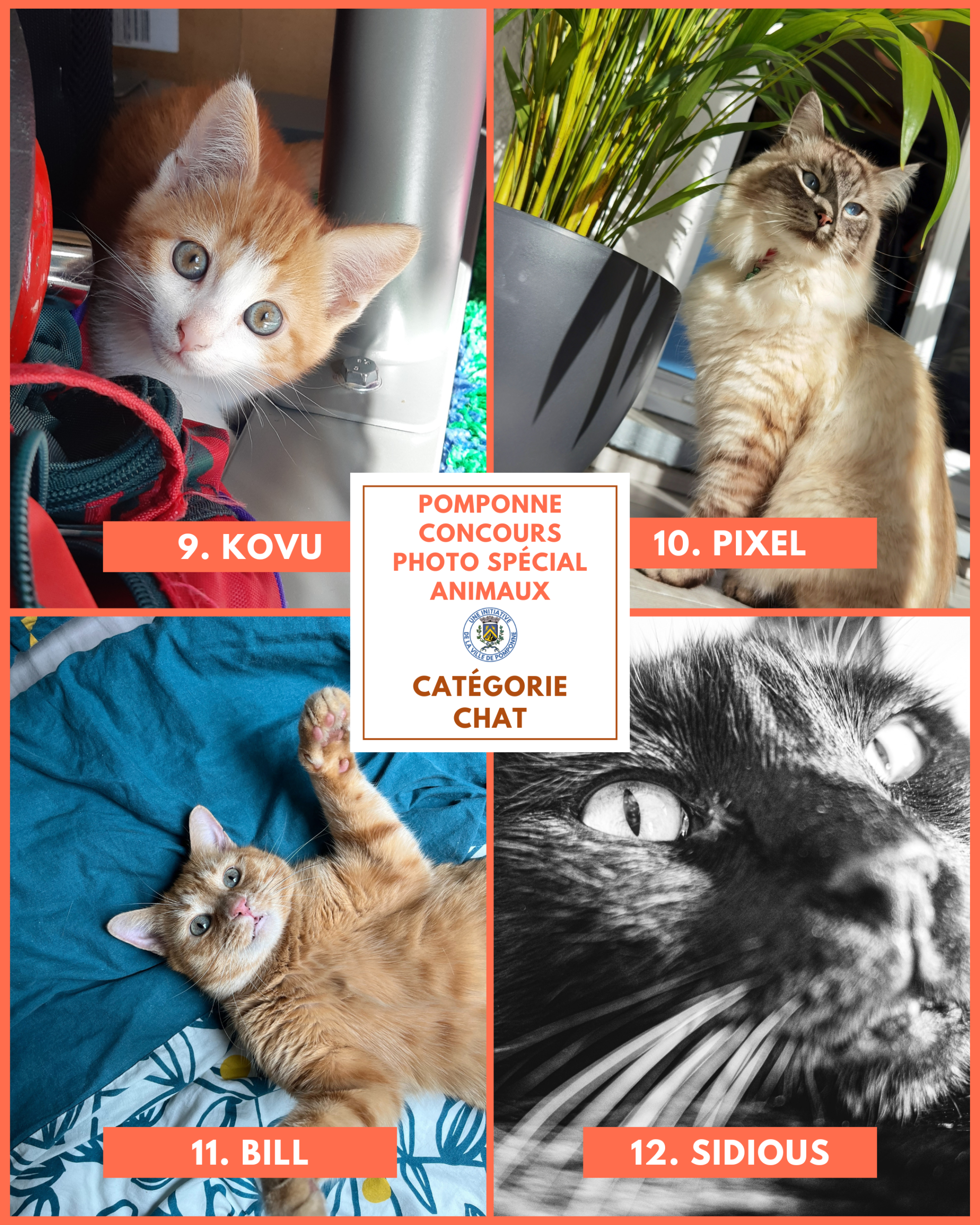 Planche chats 3