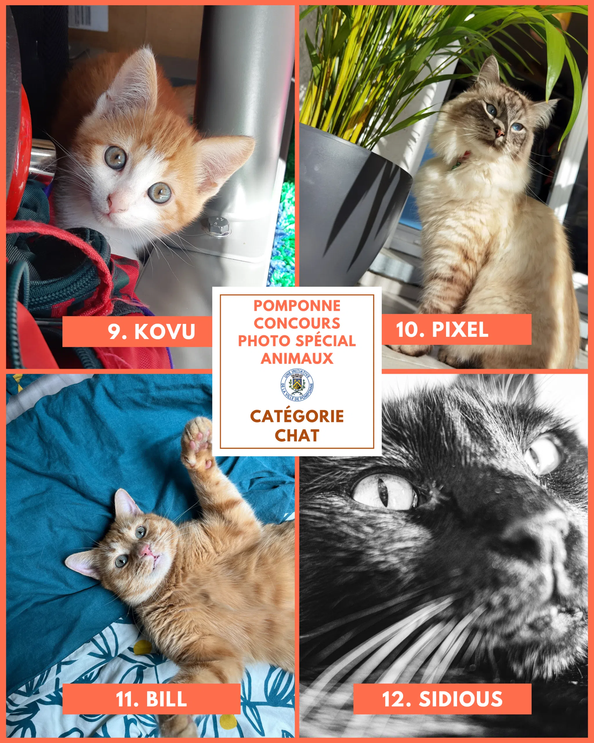 Planche chats 3