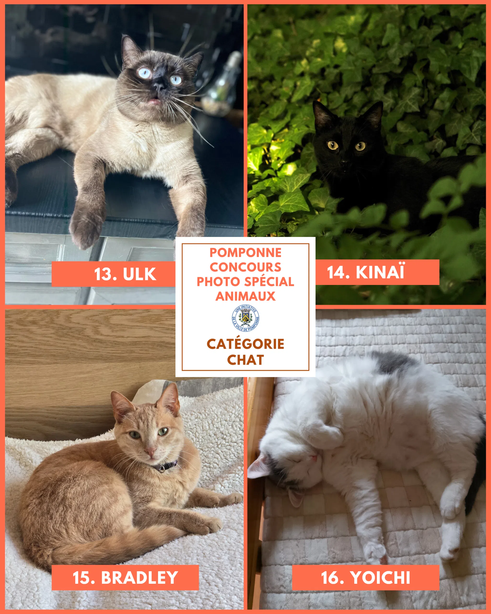 Planche chats 4