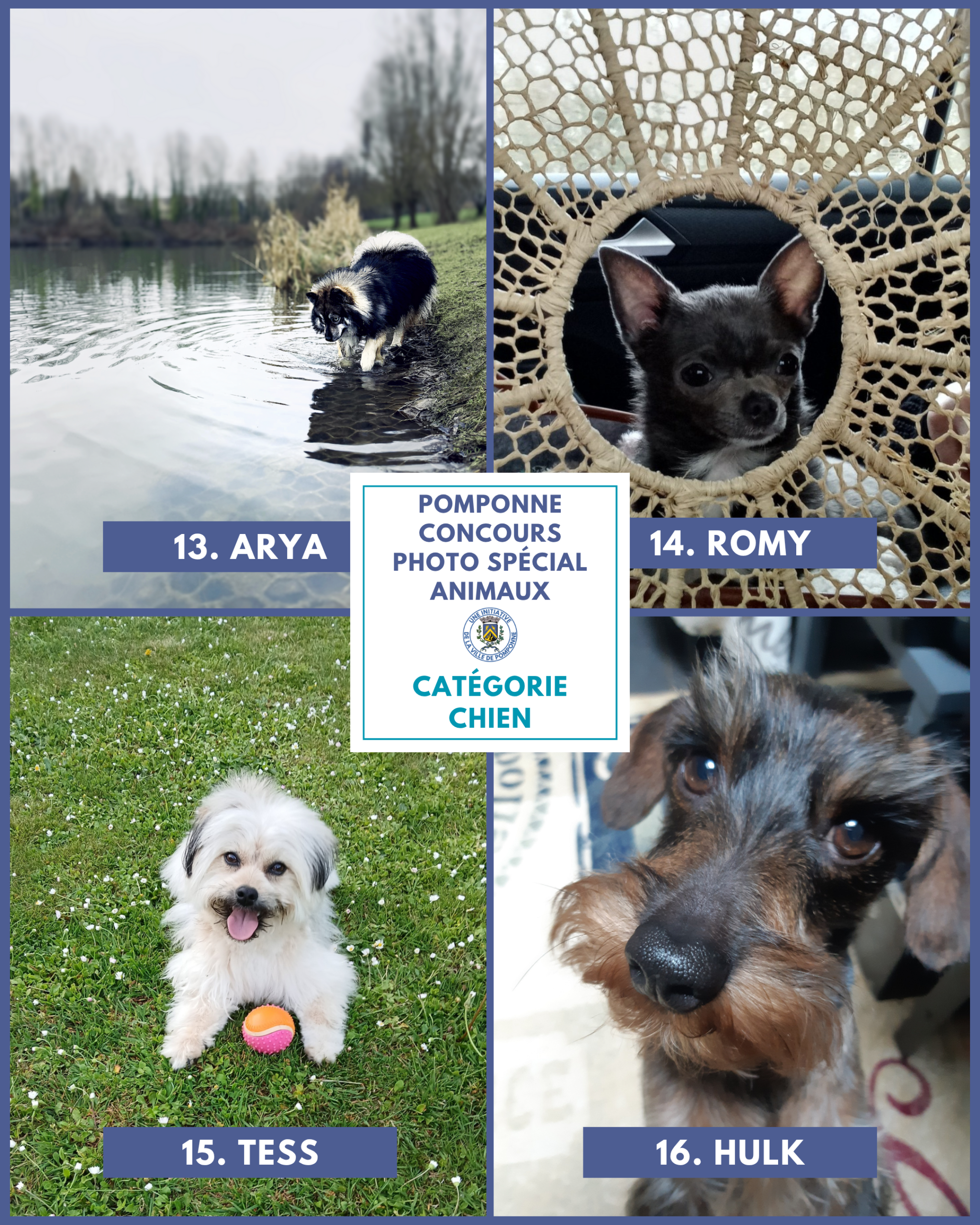 Planche chiens 4