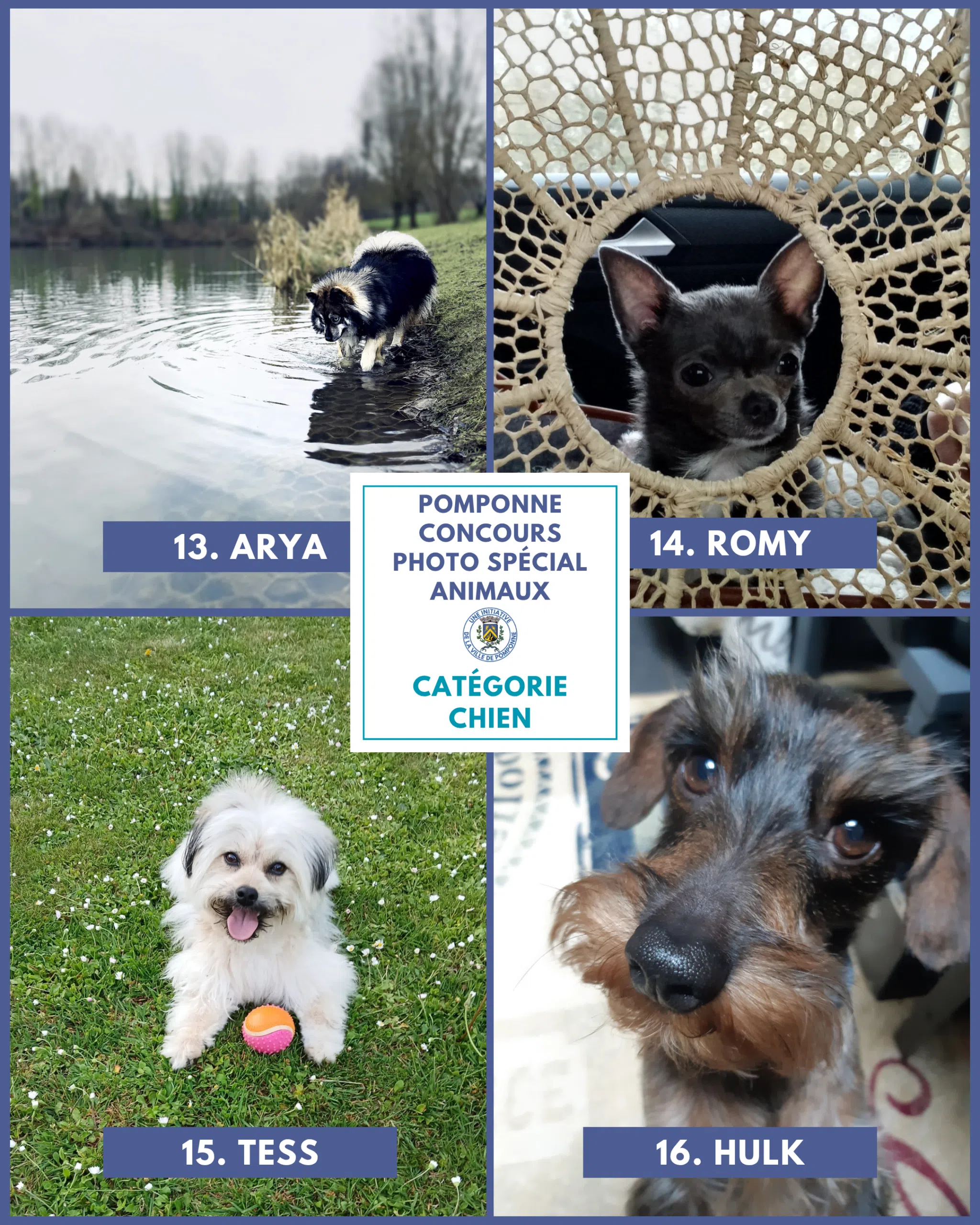 Planche chiens 4