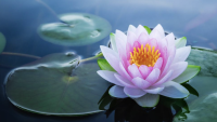 OCTOBRE ROSE - Atelier Qi Gong et respiration