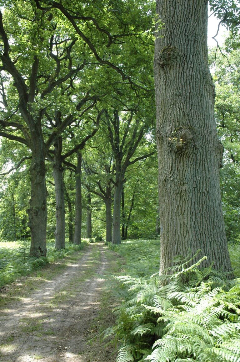 Allee-chenes