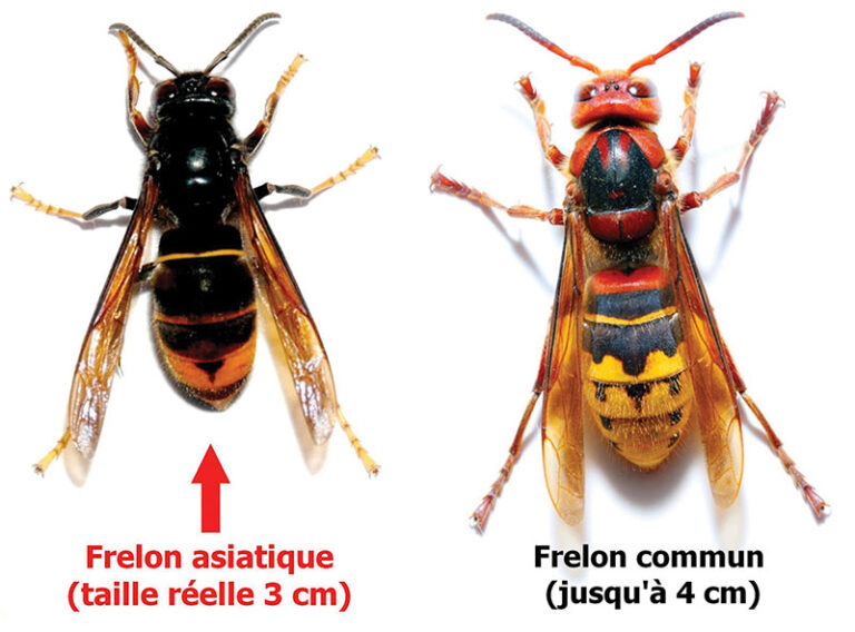 Frelonasiatique