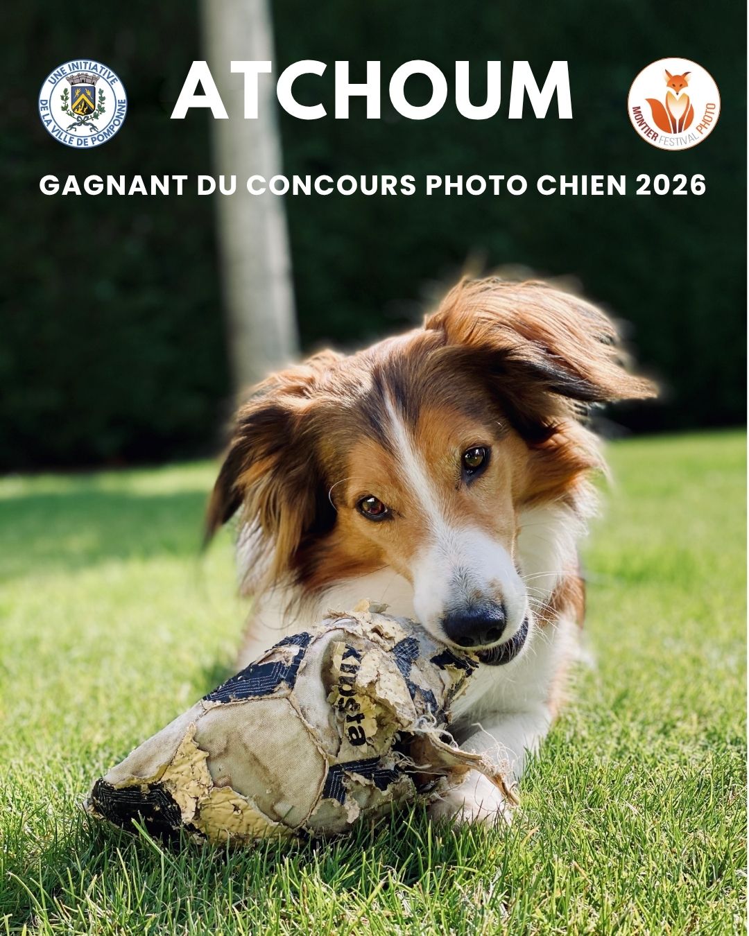 Gagnant Chien 2026 V2