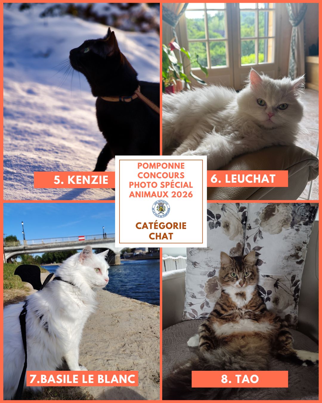 Planche chats 2